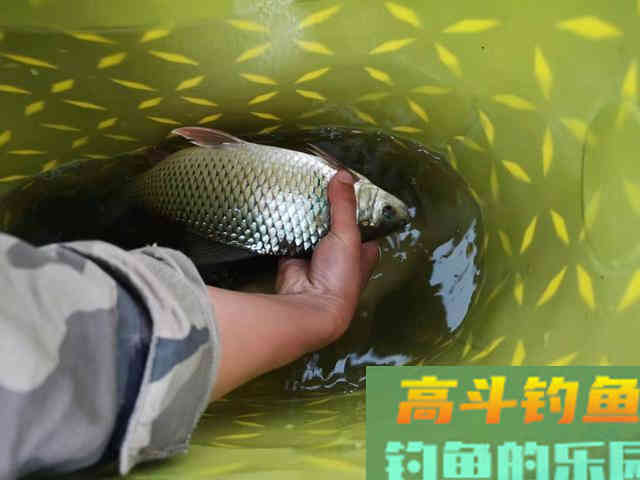 浅谈双钩的饵料搭配，科学搭配可提高钓鱼效率