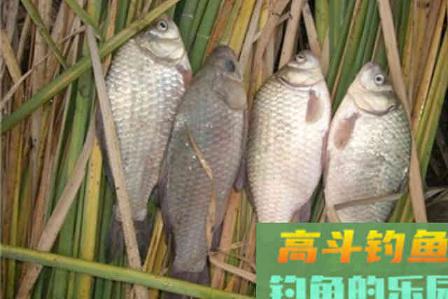 钓点有鱼，却总是不咬钩！庆幸我换用了这3招