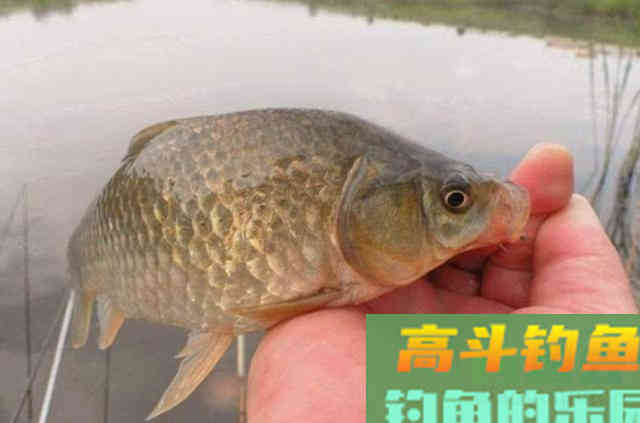 怪不得老钓手从不买饵，原来这3种东西才是大板鲫的最爱