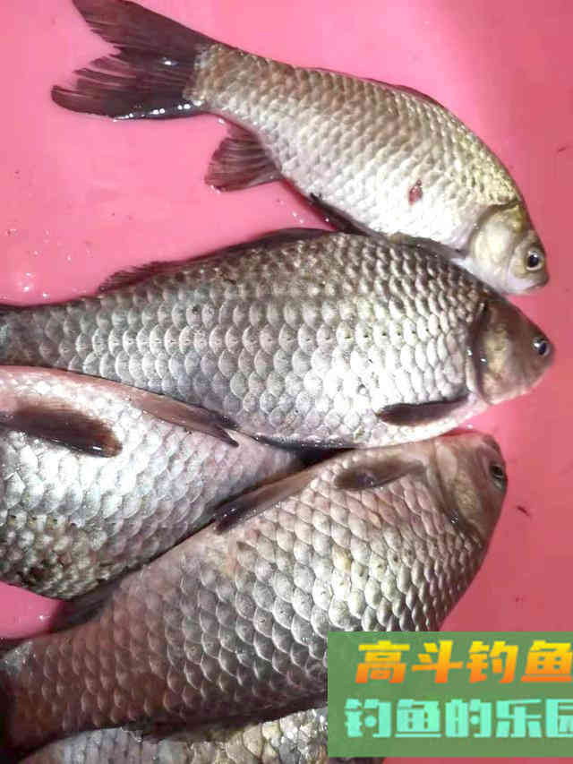 冬天钓大板鲫全攻略，再冷都有鱼，饵料可以自制