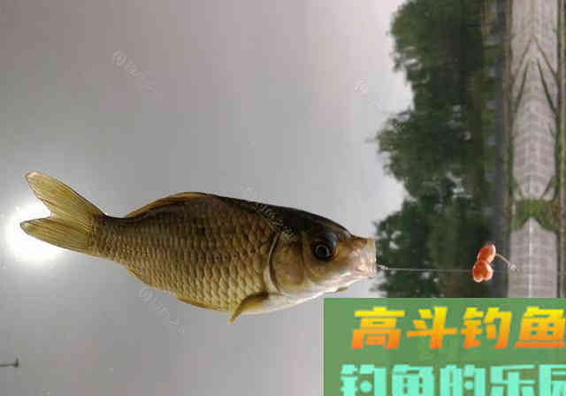懒人也能学会的窝料制作教程，爱钓鱼的你请别错过