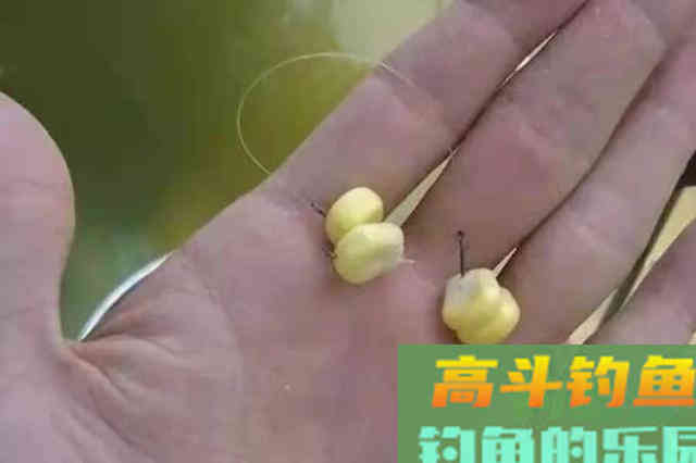 这鲤鱼饵足足用了三十年，现在依然管用