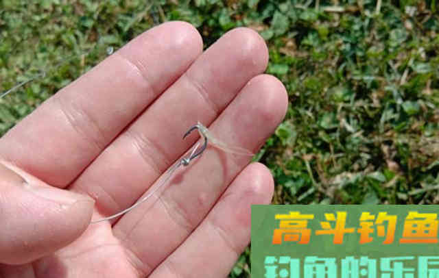 老钓友坦言，冬季钓鲫鱼我只用这三种东西做饵料