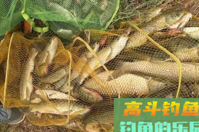 钓草鱼，换用这种打窝诀窍，刚下钩就直接黑漂