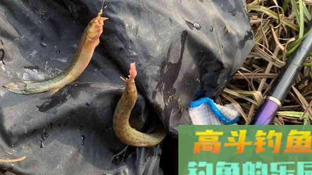 新手如何选择钓竿，分享一下自己的感受