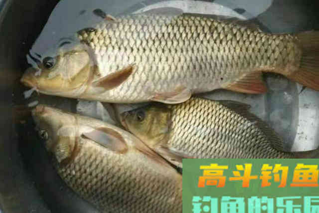 水流太大就不好下竿了？二十年老钓鱼人霸气出招