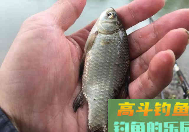 长子线钝、短子线灵，野钓该用多长的子线
