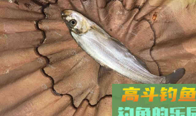 饵料不好用，可能不是饵料的问题