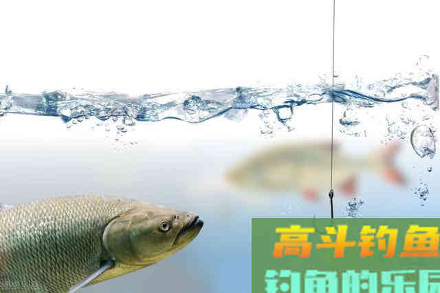 到一处水域钓鱼，子线长度要怎么选