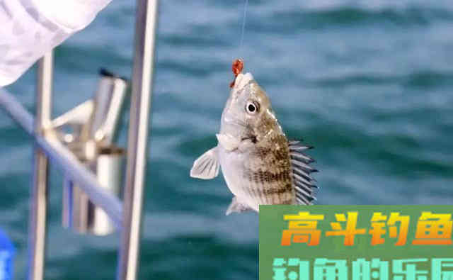 红虫钓的鱼，人可正常食用！不要再盲目听信红虫对人体有害