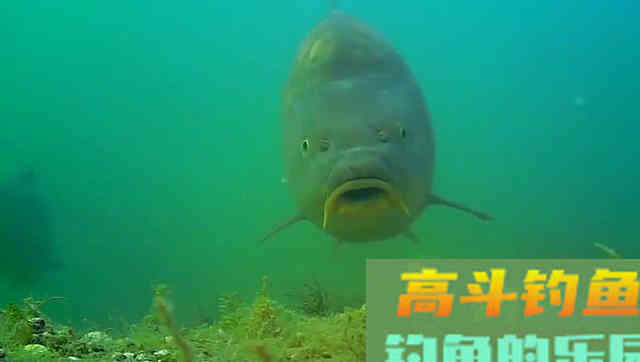 钓鱼时大声说话，真的能把进窝的鱼惊散么