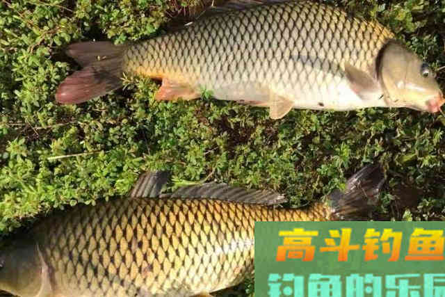 春钓打窝很多人第一步就做错了