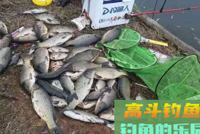 野钓用这4个打窝神器，诱鱼快，鱼获至少提升5倍