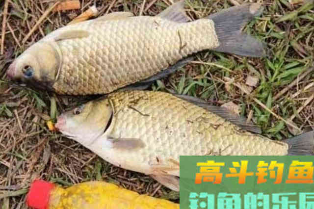 冬天开出的拉饵料不好用？要注意3个细节