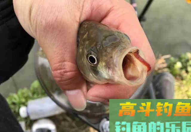 一款从春季用到冬季的窝料，好用不贵