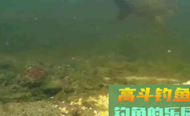 鱼不吃钩一定是饵料味型有问题；鱼：我只是没胃口