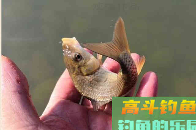 冬钓聚鱼难？教你3大绝技，窝料入水特招鱼