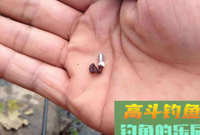 鱼口太轻，不妨试试这几招