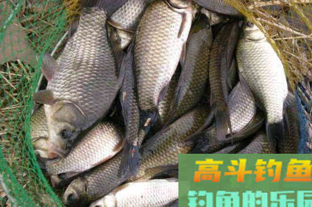 虫饵按我这样用，鲫鲤鱼一见就狂咬