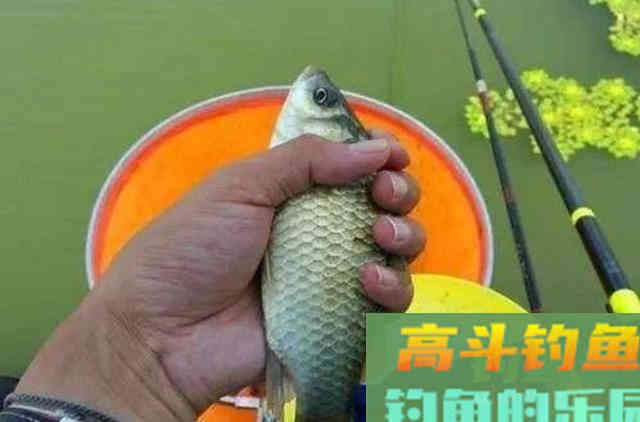 怪不得鲫鲤鱼一钓就过瘾，如果我有这特效饵