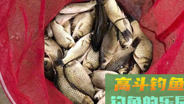 钓鱼新手要养成的四个好习惯，让你渔获翻倍