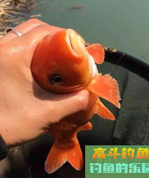 新手如何快速钓到鱼