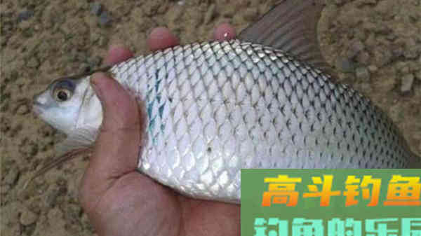 老钓友教你如何钓鲮鱼：掌握这几点，钓鱼不再难