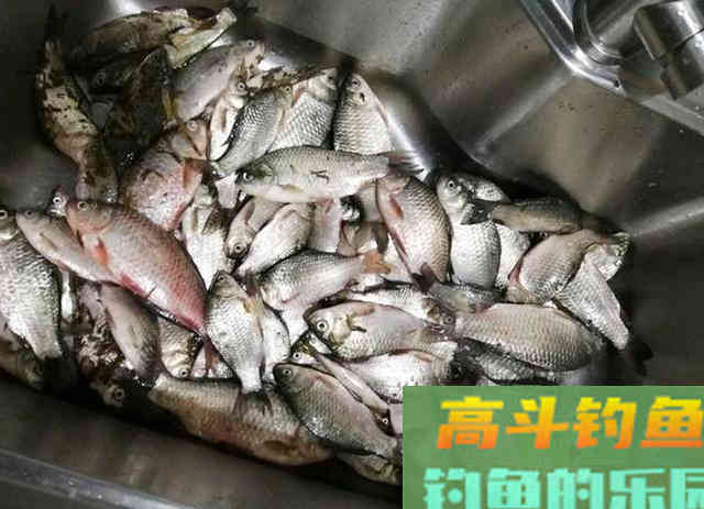 不是跟你炫耀,钓鱼时用这款饵料,鱼情再差也能钓到鱼 不是跟你炫耀,钓鱼时用这款饵料,鱼情再差也能钓到鱼