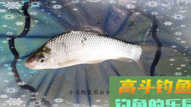 商品饵料搭配钓废塘大丰收鲮鱼