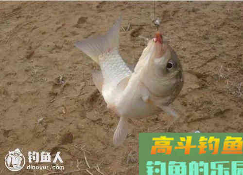 黑坑台钓鲫鱼的商品饵配方分享