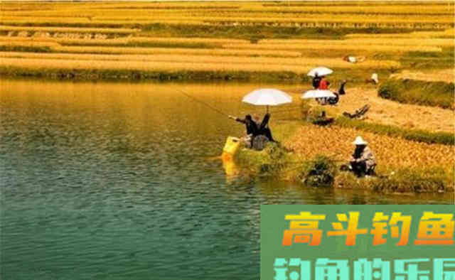 深秋钓鲤鱼，用这些自制饵料