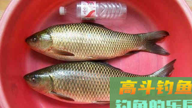 老钓友教你如何钓鲮鱼：掌握这几点，钓鱼不再难