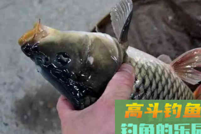 别嫌水流大就不好打窝，自从学会这几招，诱鱼又快又狠