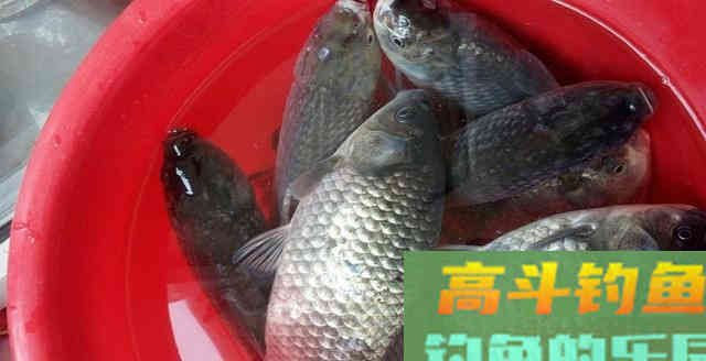 钓鱼米只打窝你就out了，掌握其它用法，提升渔获并不难
