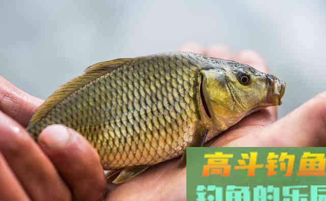 钓鱼小药的水太深了，稍不留神捏脚的费用就没了