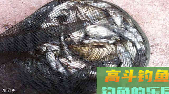分享三套新手易上手的商品饵料配方，使用简单钓效好