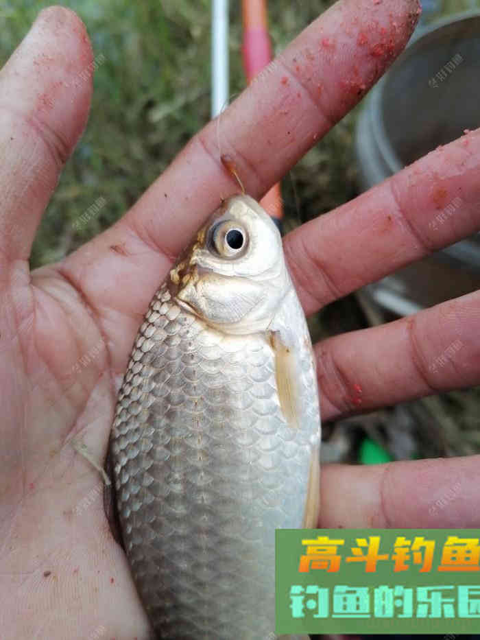 蓝鲫如何单开拉饵、搓饵？拉饵又如何增加雾化
