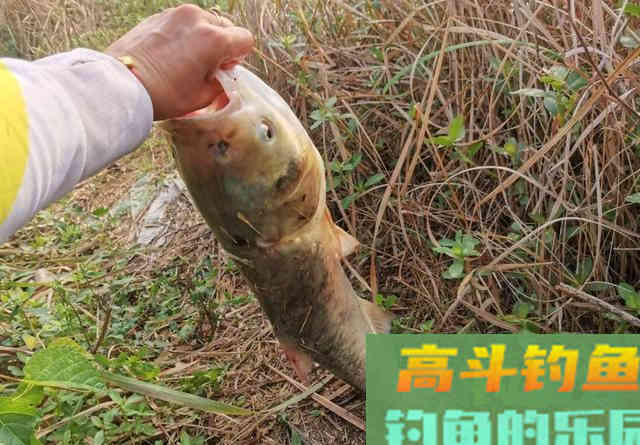 老三样能否钓鲢鳙？只需要单开其中一款饵就行