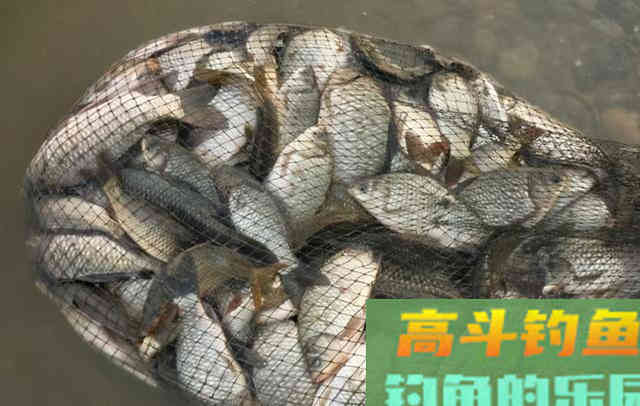 聊聊我跟野战蓝鲫的爱恨情仇