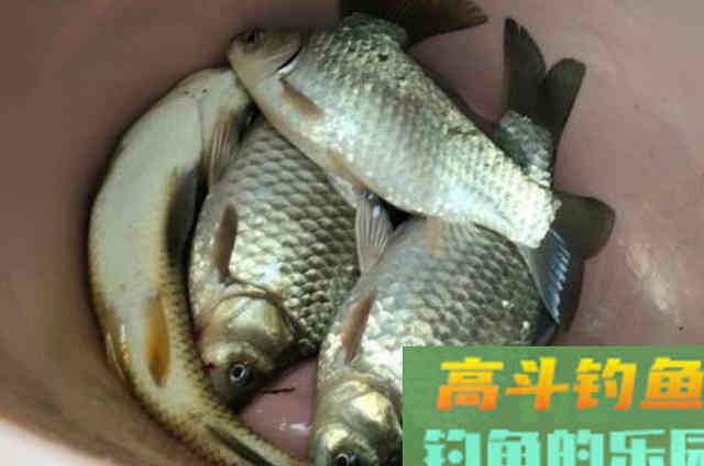 蚯蚓饵很难钓上大板鲫？按我说的用，爆护