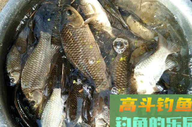 怪不得老钓手从不买饵，原来这3种东西才是大板鲫的最爱