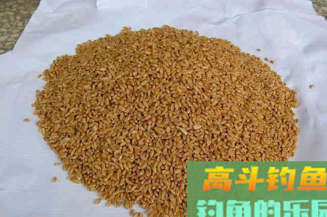 这鲫鱼尿性饵简单又实用，才用一次就过瘾