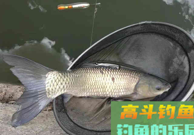 大鱼都跑到浅水了，你还守着深水能有好鱼获吗
