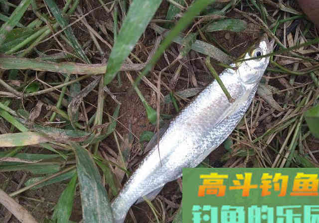 别人钓到鱼，你却钓不到，原因都在这里了