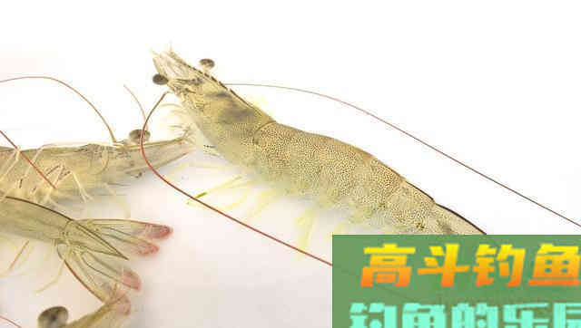没口先别急着收竿！不妨装上抄网