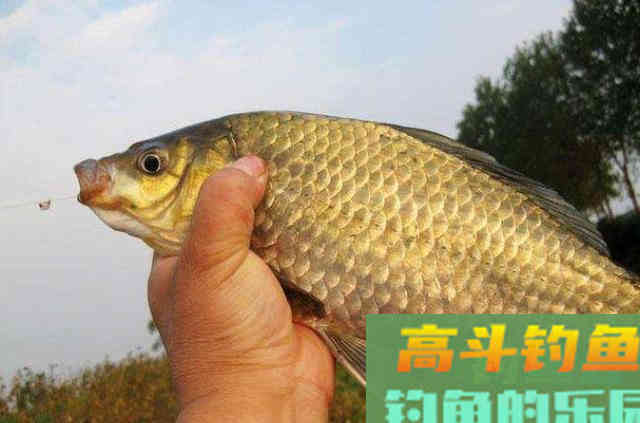 这5种饵省钱又省事，用来“对付”鲫鲤鱼