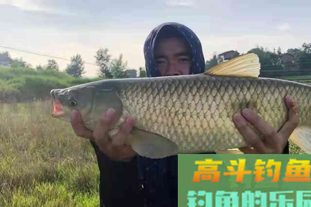 立夏前，库钓草鱼这么打窝，一根竿够你爽