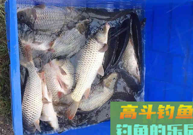 针对鲤鱼和草鱼的酒香饵料,无偿分享制作方法和配方 针对鲤鱼和草鱼的酒香饵料,无偿分享制作方法和配方