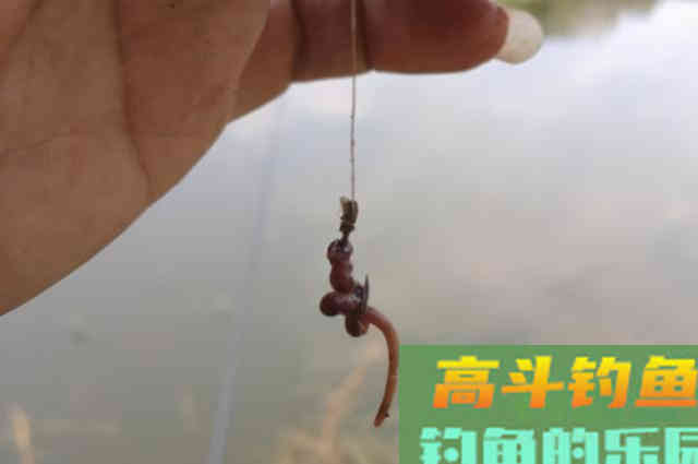 这饵从小用到大，我都在用对大板鲫，效果一级棒