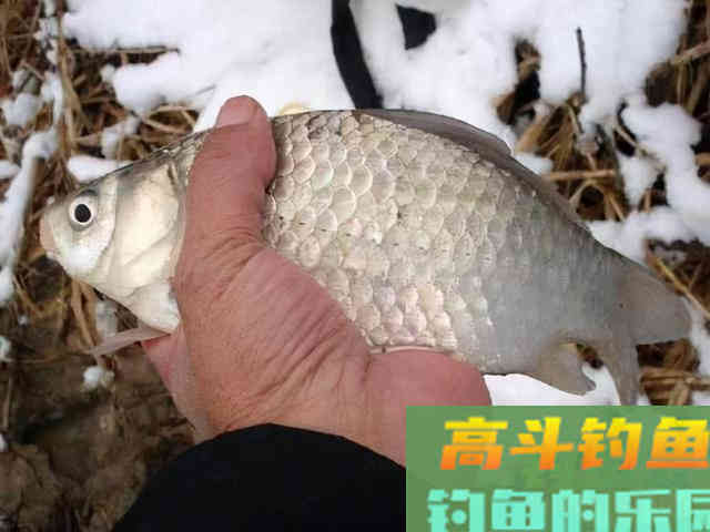 冬钓想要渔获好，试试这几种小药